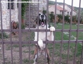 Chemuckh nel lavoro di guardia